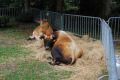 DSC_0251.jpg