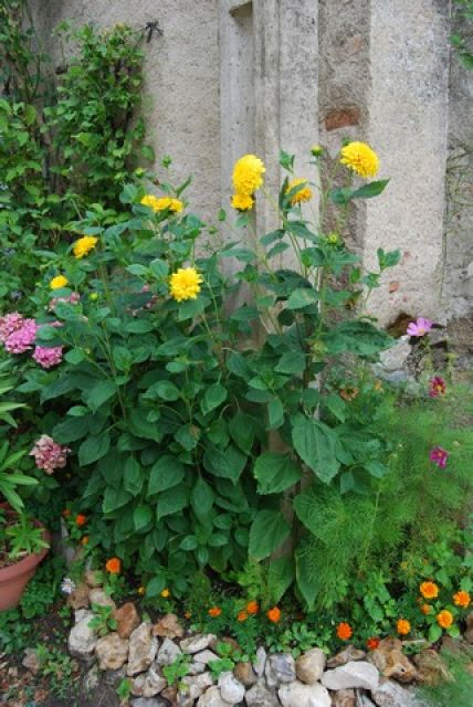 DSC_0323.jpg