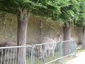 DSC08614.jpg