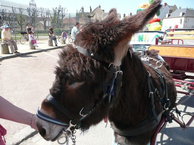 P1030910.jpg